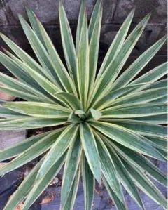 2025年最新】グロリオサ 斑入りの人気アイテム - メルカリ