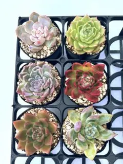 03 多肉植物☆安心根付き・エケベリア 6点セット