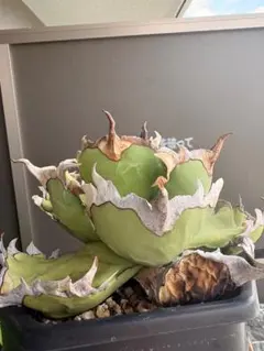 限定品！アガベオアハカSpecial（極上株）超S級superオアハカスパイン