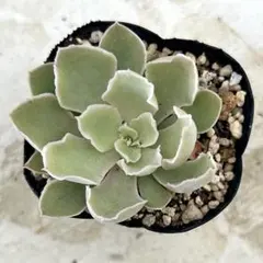 2026年最新】シャビアナ 多肉の人気アイテム - メルカリ