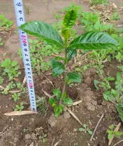 クチナシ 苗木のサムネイル
