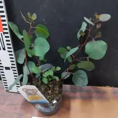 Haru様 リクエスト 2点 まとめ商品