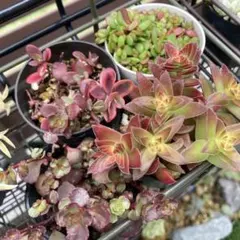 赤い多肉　4種セット　全て抜き苗のサムネイル