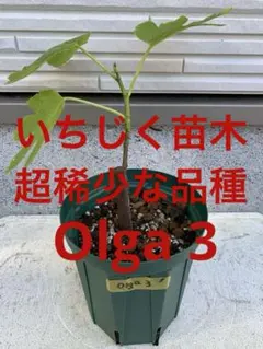 2025年最新】イチジク穂木の人気アイテム - メルカリ