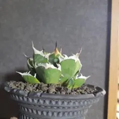 アガベ 鬼爪　OSP株　親株　子株　オテロイ アガベ 鬼爪 OSP株 親株 子株 オテロイ アガベ チタノタ 鬼爪 子株 OSP