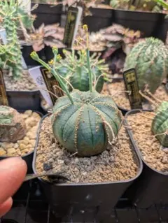 2025年最新】群星冠の人気アイテム - メルカリ