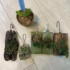 いろいろ6種セット　洋蘭　胡蝶蘭　フレグランス　プルチェリマ　カトレア　ロビーのサムネイル