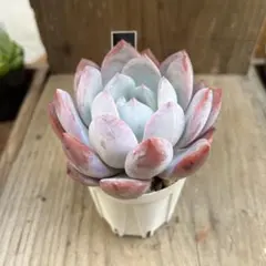 2026年最新】Nicori コロラータの人気アイテム - メルカリ