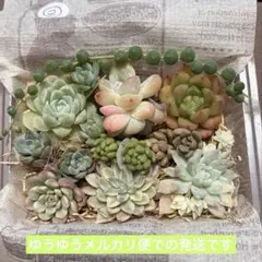 ② 多肉植物 錦 抜き苗 セット　多肉弁当　寄せ植え 詰め合わせ