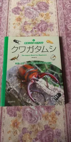 クワガタムシ The Insect Book For Beginners