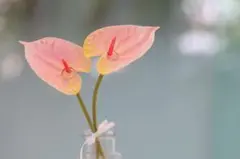 Item thumbnail for item c0d4efd9-cbe4-4618-9423-5aa4ff487d27