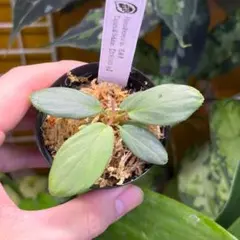 T.L Homalomena sp. 花緑青 銀葉細葉個体+エラトステマ T.L様専用 Homalomena sp. 花緑青 銀葉細葉個体+エラトステマ - メルカリ