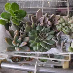 多肉詰め合わせ　セット