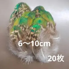 孔雀の羽根　縞模様(緑)　20枚