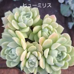 多肉植物 ヒューミリス