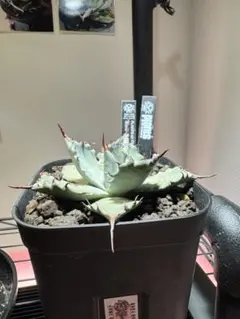 2025年最新】屈原の舞扇の人気アイテム - メルカリ