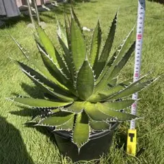 アガベ チタノタ リベレート Librate Style of Chika 天芽 アガベ チタノタ リベレート Librate Style of Chika 天芽