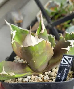 【セール❗】アガベチタノタ　白炎　ホワイトファイアー　中株　N.PLANTS株のサムネイル