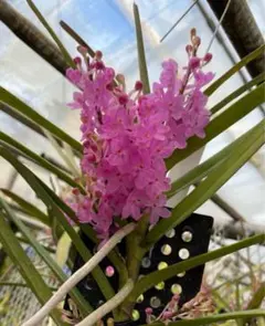 洋蘭　バンダ　２本 楽天市場】洋ラン バンダ 苗の通販