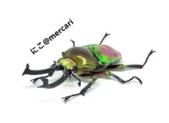 珍品オオクロスジサスマタカナブン他セット - メルカリ