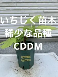 いちじく苗木★稀少な品種 CDDM「Coll de Dama Mutant」のサムネイル