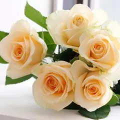 バラ苗　強健　四季咲　芳香　直立　切花品種　上品　希少　薔薇苗のサムネイル