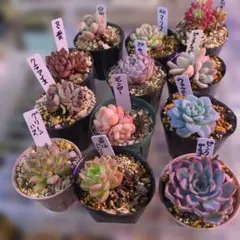 韓国苗エケベリア1２鉢セット多肉植物