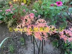 ちゃーたん様専用　アルビピンク二球