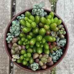 【カット苗】ミニ多肉の寄せ植え　詰め合わせ