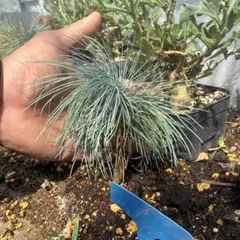 マルチネスピニョン松　ピニョンマツのサムネイル