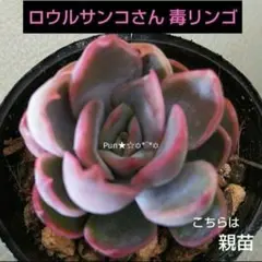 2026年最新】毒リンゴ 多肉の人気アイテム - メルカリ