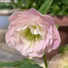 加藤農園 カップ咲き クリスマスローズ 同梱可能 お買い得一点物咲き進み株】加藤農園 クリスマスローズ Little