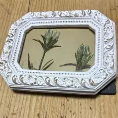アンティーク　植物図鑑リトグラフ　小さな額　フォトスタンド