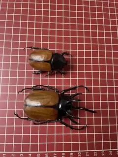 2025年最新】ゴホンヅノカブト 標本の人気アイテム - メルカリ