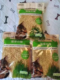 猫草の種　猫草　猫　犬　毛玉吐き出し　毛玉配慮　胃腸の健維維持　新品未開封⑭のサムネイル