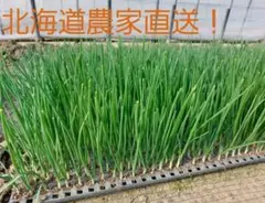 2026年最新】北もみじ2000の人気アイテム - メルカリ