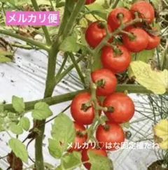 郡築‐二水ミニトマト高栄養リコピン、ビタミンC、カロテンが一般的な