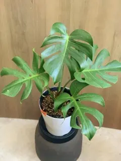 モンステラ デリシオーサ スーパーコンパクタ OC鉢植え発送 モンステラ デリシオーサ スーパーコンパクタ OC 鉢植え発送 - メルカリ