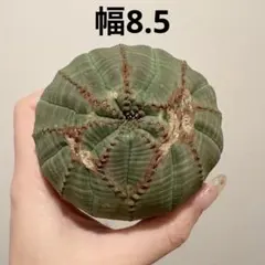 ジ*ン様 B14368★オークション販売★ ユーフォルビア オベサ 極上モンスト 2025年最新】ユーフォルビア オベサ モンストの人気アイテム