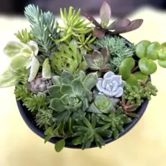 多肉植物　カット苗詰め合わせ