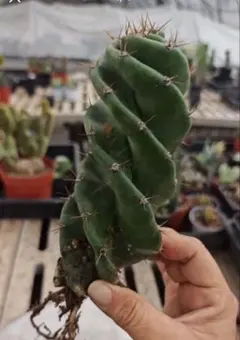 2026年最新】サボテン スピラリスの人気アイテム - メルカリ