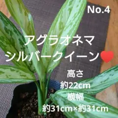 No.4【観葉植物】アグラオネマ シルバークイーン♥️
