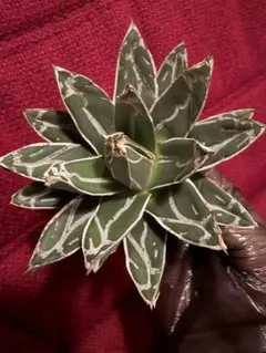 2026年最新】耐寒性アガベの人気アイテム - メルカリ