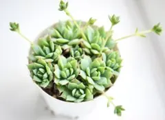 多肉植物　マクドガリー　抜き苗　ぜんぶ！ 小苗　グラプトペタルムのサムネイル