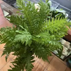 第四種] 獅子葉 ホウビカンジュ ネフロレピス ビセラタ マッチョ 抜き