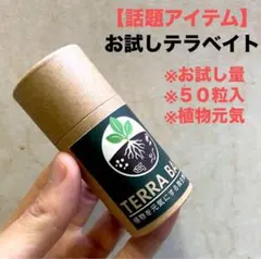 ◆特◆テラベイトお試し　ブセファランドラ　ホマロメナ　熱帯植物 #ブセさかな屋のサムネイル