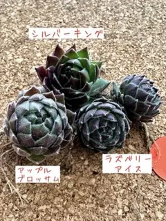 YKKY様 リクエスト 4点 まとめ商品