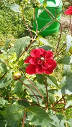 日々好日様 リクエスト 4点 まとめ商品