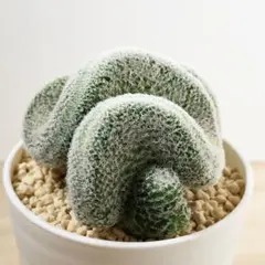 2026年最新】綴化サボテンの人気アイテム - メルカリ