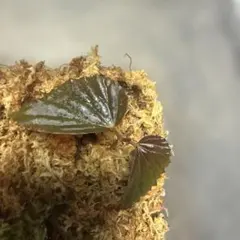 キョジンツユムシに酷似のOnomarchus uninotatus キリギリス - メルカリ